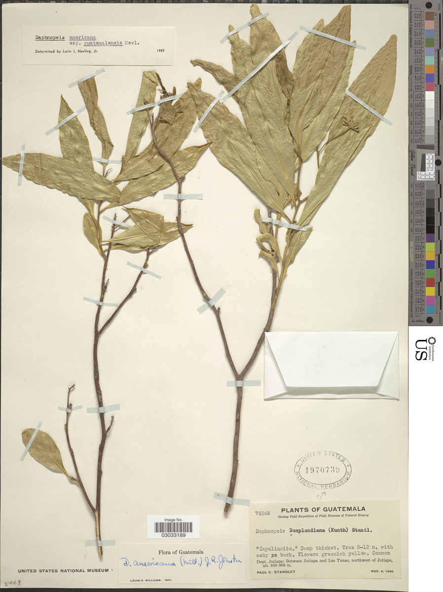 Daphnopsis americana subsp. guatemalensis image