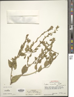 Cuphea leptopoda image