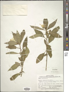 Image of Turnera angustifolia