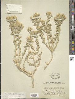 Petalonyx thurberi subsp. gilmanii image