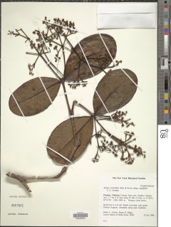 Image of Alzatea verticillata