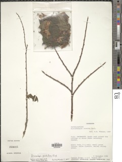 Dicranolepis grandiflora image
