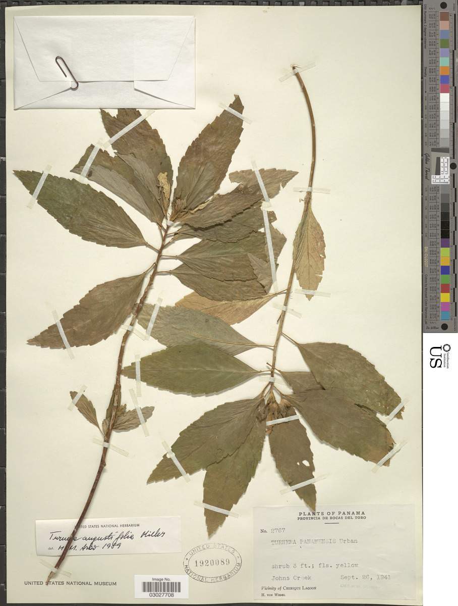 Turnera angustifolia image