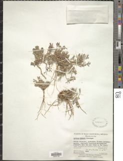 Lythrum bryantii image
