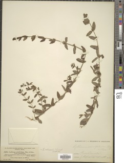 Image of Lythrum flagellare