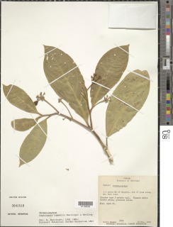 Image of Daphnopsis hammelii