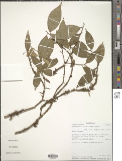 Image of Daphnopsis strigillosa