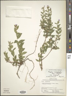 Image of Cuphea calophylla