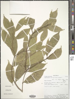 Daphnopsis strigillosa image