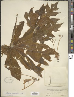 Vasconcellea cauliflora image