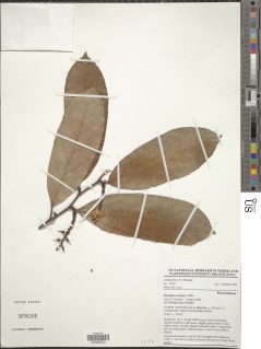 Image of Dasylepis racemosa