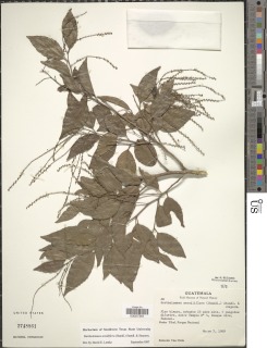 Bartholomaea sessiliflora image
