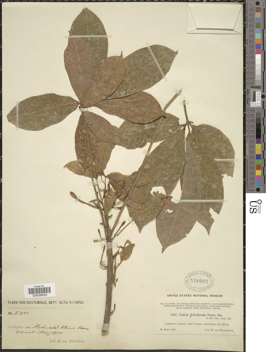 Caricaceae image