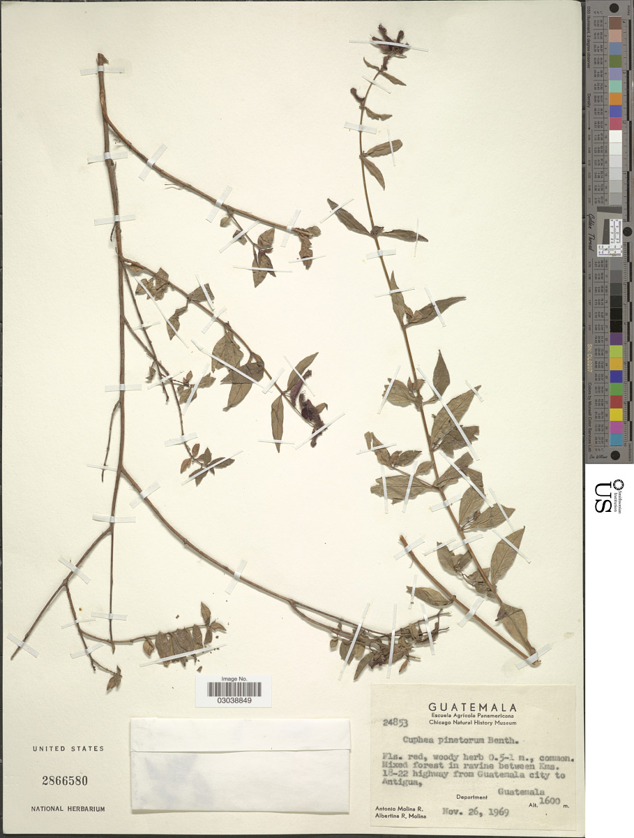 Cuphea pinetorum image