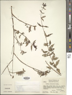 Image of Cuphea pinetorum