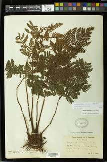 Ctenitis oophylla image