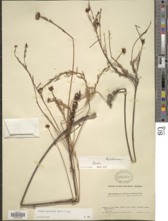Gnidia apiculata image
