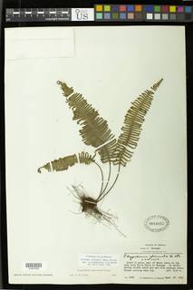Pecluma alfredii var. occidentalis image