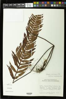 Arthropteris cameroonensis image
