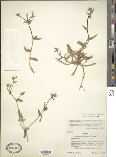 Mentzelia desertorum image