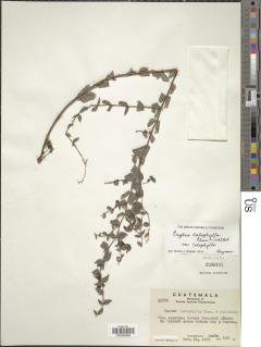 Cuphea calophylla image