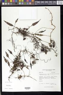 Elaphoglossum lloense image