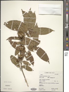 Combretum chionanthoides image