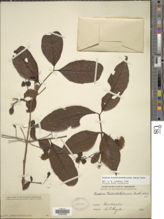 Image of Psidium friedrichsthalianum