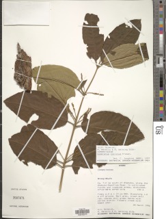 Combretum collinum subsp. collinum image