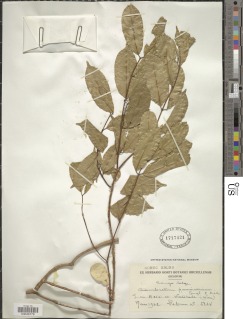 Image of Combretum paucinervium