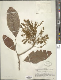 Image of Combretum adenogonium