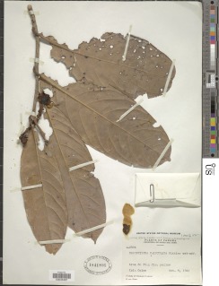 Eschweilera calyculata image