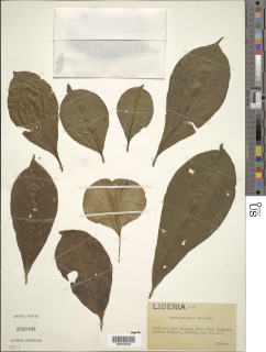 Petersianthus macrocarpus image