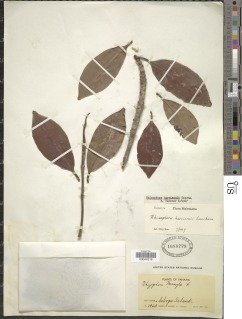 Rhizophora harrisonii image