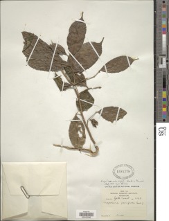 Napoleonaea vogelii image