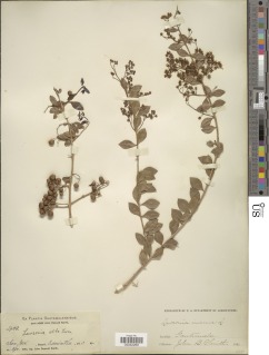 Lawsonia inermis image