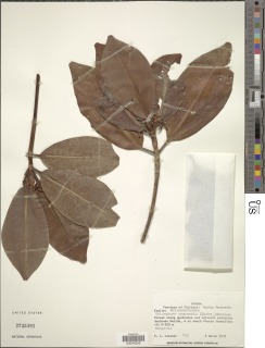 Image of Rhizophora samoensis