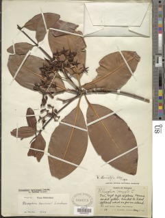 Rhizophora harrisonii image