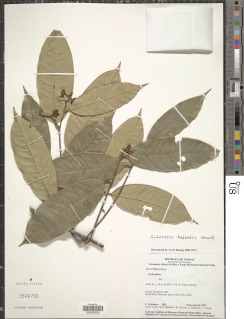 Image of Eschweilera hondurensis