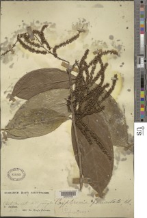 Image of Crypteronia paniculata