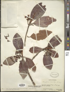 Image of Rhizophora harrisonii