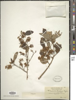 Combretum collinum subsp. suluense image