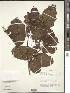 Image of Combretum clarense