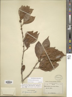Cassipourea guianensis image