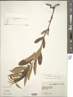 Combretum sericeum image