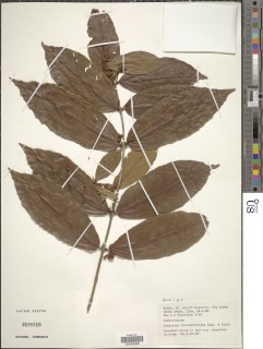 Image of Combretum chionanthoides