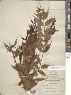 Calycolpus warszewiczianus image