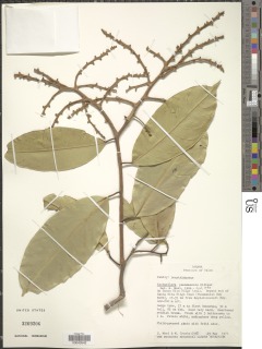 Eschweilera panamensis image