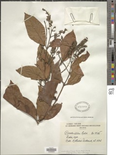 Image of Combretum longipilosum