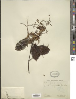 Image of Combretum marginatum